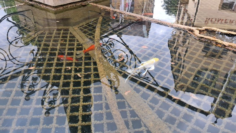 20260516_140636.jpg - Hui, im Marktbrunnen sind ja Goldfische drin?!?