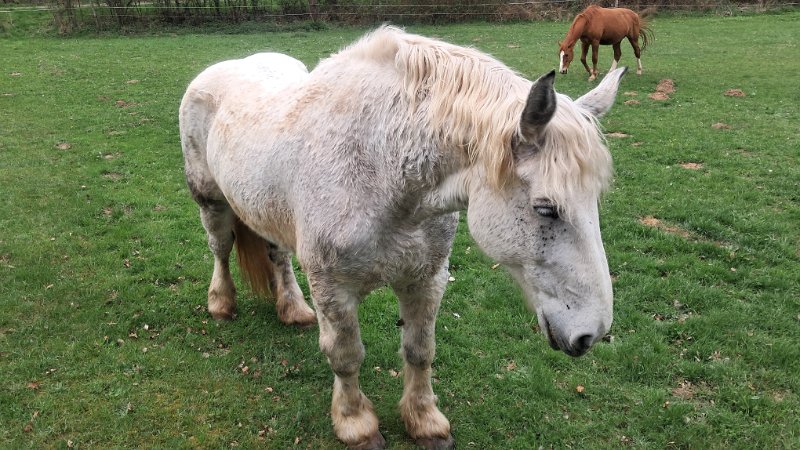 20260418_152741.jpg - Auf dem Heimweg haben wir etwas mit "Pferd" geplaudert.