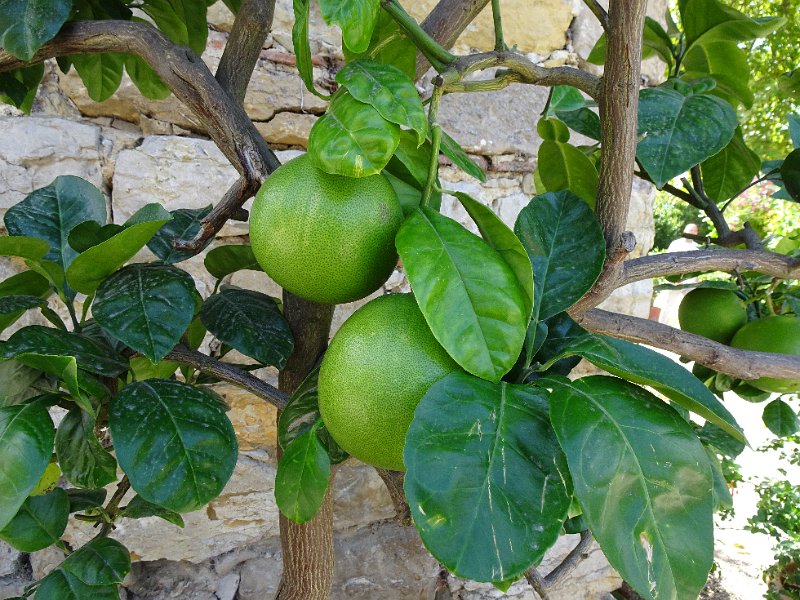 DSC08448.JPG - Das sind wohl Pomelos?!...oder doch gigantisch große Limetten? 