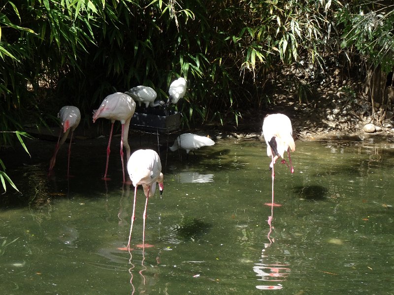 DSC08454.JPG - ...entdecken wir ein paar Flamingos!
