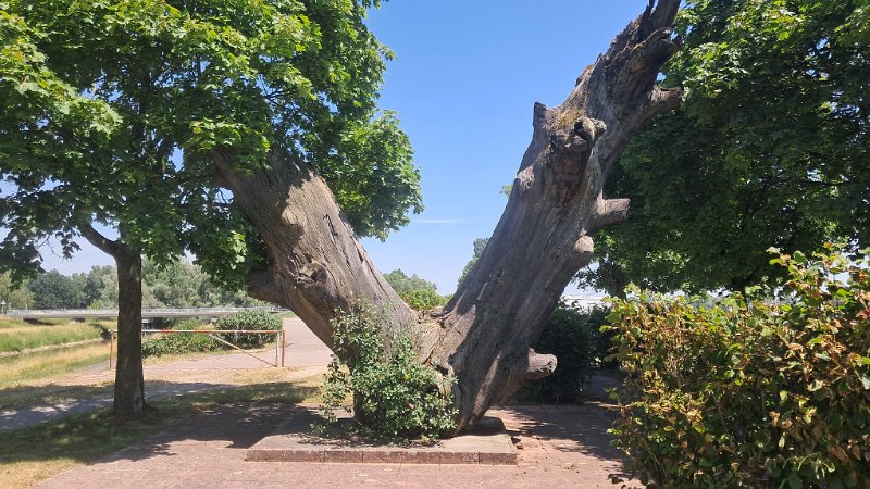 20260621_124020.jpg - Da ist ein recht alter Baum?!?