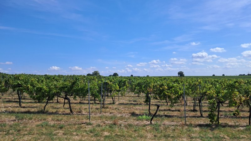20260823_122610.jpg - ...durch viele kleine Dörfer sowie dem Rebenmeer.