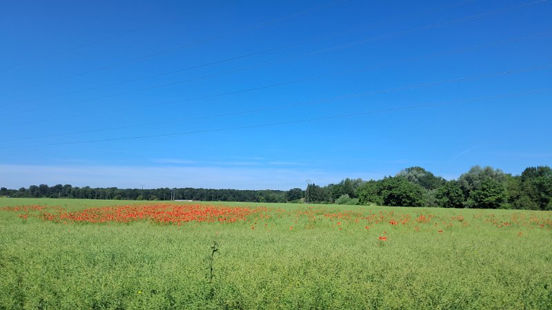 20260523_104953.jpg - ...vorbei an Mohnfeldern...