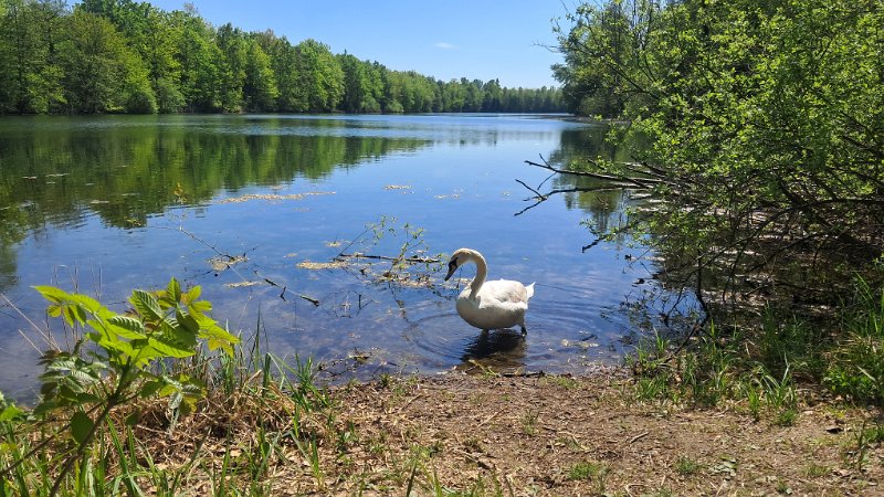 20260425_141831.jpg - Kleiner Spaziergang zum See...