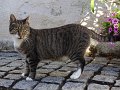 DSC08630