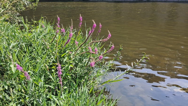20260801_153509.jpg - Apropos Wasser, im Neckar ist tatsächlich noch was drin. Sogar Schiffe fahren noch!